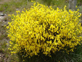 Cytisus purgans